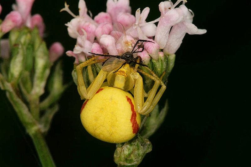 Misumena_vatia_D4912_Z_93_Les Gris_Frankrijk.jpg